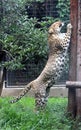 Chinese leopard or North China leopard Stand up