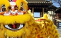 Chinese lion dance during chinese new year celebration Royalty Free Stock Photo