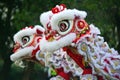 Chinese Lion dragon dancing during Chines New Year Holiday celeb