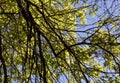 Chinese Liquid Amber foliage in spring. Royalty Free Stock Photo