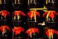 Chinese liquor ceramic jars in a wine cellar Royalty Free Stock Photo