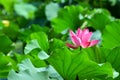 Chinese lotus with bee Royalty Free Stock Photo