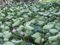 Chinese Lotus Flower field