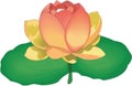 Chinese Lotus Illustration