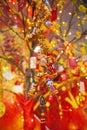 Chinese Lunar New Year ot Tet decorations, Vietnam Royalty Free Stock Photo