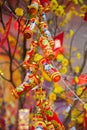 Chinese Lunar New Year ot Tet decorations, Vietnam Royalty Free Stock Photo