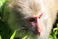 Chinese macaque closeup
