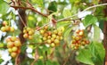 Chinese magnolia vine berries Royalty Free Stock Photo