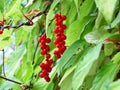 Chinese Magnolia vine, Schisandra chinensis. Branch berries lemongrass Royalty Free Stock Photo