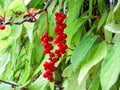 Chinese Magnolia vine, Schisandra chinensis. Branch berries lemongrass Royalty Free Stock Photo