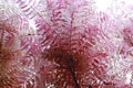 Chinese Mahogany toon `Flamingo `tree