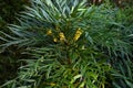 Chinese mahonia (Berberis fortunei ) Buds and flowers. Berberidaceae evergreen shrub.