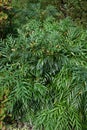 Chinese mahonia (Berberis fortunei ) Buds and flowers. Berberidaceae evergreen shrub.