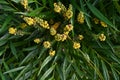 Chinese mahonia (Berberis fortunei ) Buds and flowers. Berberidaceae evergreen shrub.
