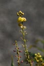 Chinese mahonia Berberis fortunei flowers.