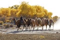 Chinese man and Bactrian camels with backdrop of autumn color