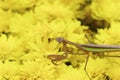 Chinese Mantid on Mums 702188