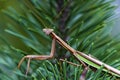 Chinese Mantid on Pine 702168