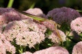 Chinese Mantid on Sedum 701990