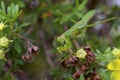 Chinese Mantid Subadult 806540