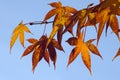 Chinese Maple - Acer flabellatum Royalty Free Stock Photo