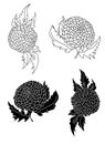 Marigold coloring book vector for tattoo design isolate on white background. Royalty Free Stock Photo