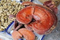 Chinese medicinal herb :linzhi Royalty Free Stock Photo
