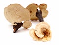 China Ganoderma medicine. Royalty Free Stock Photo