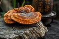 Chinese medicine, China Ganoderma, mushroom Royalty Free Stock Photo