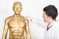 Chinese medicine doctor teaches acupoint on human model Royalty Free Stock Photo