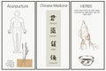 Chinese medicine, herbs and hieroglyphs of traditional chinese medical rules, zhen shen root and herbs vector