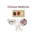 Chinese medicine, herbs and plants, zhen shen root vector illustration banner. Alternative medicine.