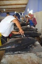 A Chinese middleman is testing the quality of tuna fish in Tuy Hoa seaport, Vietnam