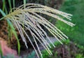 Chinese miscanthus (Miscanthus sinensis) is used in landscaping Royalty Free Stock Photo
