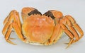 Chinese Mitten Crab Royalty Free Stock Photo