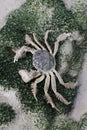 Chinese mitten crab, Eriocheir sinensis Royalty Free Stock Photo