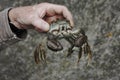Chinese mitten crab, Eriocheir sinensis Royalty Free Stock Photo