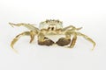 Chinese Mitten Crab Royalty Free Stock Photo