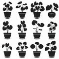 Chinese Money (Pilea Peperomioides) Pot Plant Icon Set, Pilea Plant Flat Design, Abstract Croton Symbol