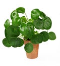 Chinese money plant or pancake plant, Pilea peperomioides, isolated over white Royalty Free Stock Photo