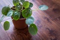 Chinese Money Plant Pilea Peperomiodes Royalty Free Stock Photo