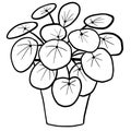 Chinese money plant pilea in a pot in black line outline cartoon style. Coloring book houseplants flowers plant for