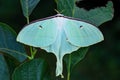 Chinese moon moth - Actias ningpoana