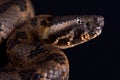 Chinese Mountain Pit Viper Ovophis monticola Royalty Free Stock Photo