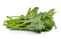 Chinese mustard green on white background (Nontoxic)