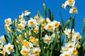 Chinese Narcissus-Narcissus tazetta