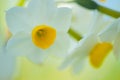 Chinese Narcissus-Narcissus tazetta