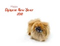 Chinese New Year background with Pekingese