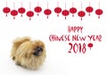 Chinese New Year background with Pekingese