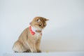 chinese new year with british cat wear red traditional china clothing with white background